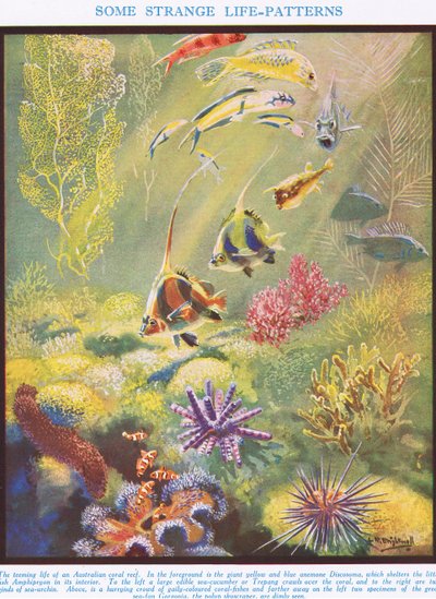 Alcuni strani schemi di vita, illustrazione da 